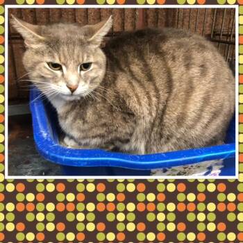 Domestic Short Hair Cats Available for Adoption in Buckhannon, West Virginia - FELIX | PetCurious