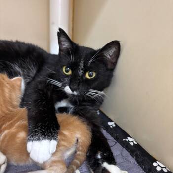 Space -  Domestic Short Hair Cat for Adoption in Hinesville, Georgia - Space | PetCurious