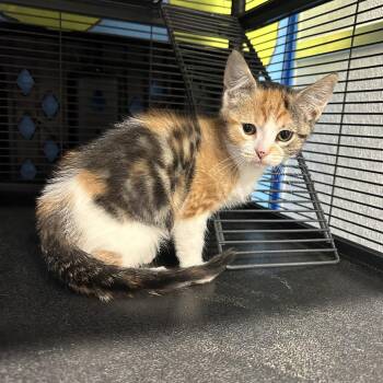 Domestic Short Hair Cats Available for Adoption in Binghamton, New York - Xenon | PetCurious