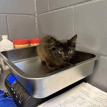 TUSC-Stray-84789_2 -  Domestic Medium Hair Cat for Adoption in Tuscaloosa, Alabama - TUSC-Stray-84789_2 | PetCurious
