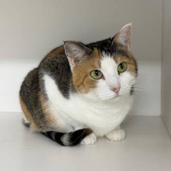 Latte -  Domestic Short Hair Cat for Adoption in Clearwater, Florida - Latte | PetCurious