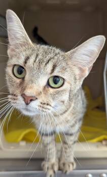 Rescue Domestic Short Hair Cats for Adoption in Mount Vernon, Ohio - Abba | PetCurious