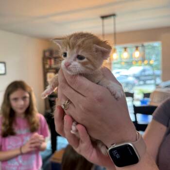 Garfield -  Domestic Short Hair Cat for Adoption in Ferndale, Washington - Garfield | PetCurious