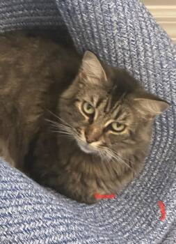 Rescue Maine Coon and Tabby Cats for Adoption in Miromar Lakes, Florida - Lady | PetCurious