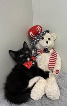 Gideon -  Domestic Short Hair Cat for Adoption in Picayune, Mississippi - Gideon | PetCurious
