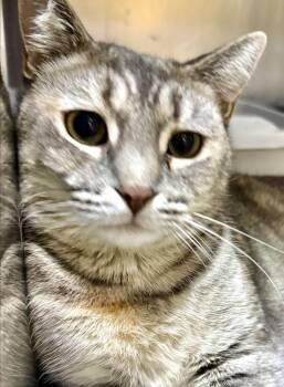 Rescue Domestic Short Hair Cats for Adoption in Casa Grande, Arizona - Seraphina | PetCurious
