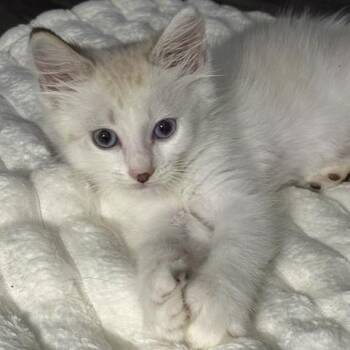 Simon -  Domestic Medium Hair Cat for Adoption in Tampa, Florida - Simon | PetCurious