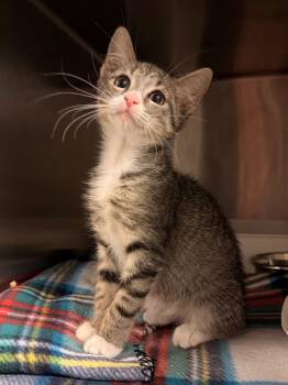 Fiora (Petsmart) -  Domestic Short Hair Cat for Adoption in Ocala, Florida - Fiora (Petsmart) | PetCurious