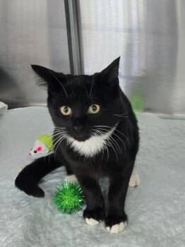 Sully -  Domestic Short Hair Cat for Adoption in Mount Vernon, Ohio - Sully | PetCurious