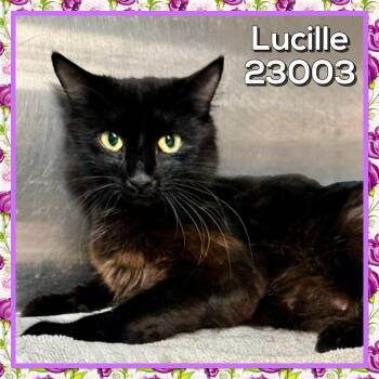 LUCILLE -  Domestic Short Hair Cat for Adoption in Marietta, Georgia - LUCILLE | PetCurious