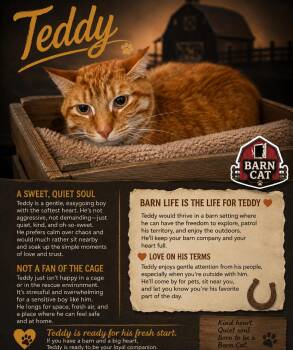 Teddy: Barn Cat (FCID# 07/27/2026 - 50 Trainer) -  Tabby Cat for Adoption in Greenville, Delaware - Teddy: Barn Cat (FCID# 07/27/2026 - 50 Trainer) | PetCurious