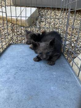 Domestic Short Hair Cats Available for Adoption in Dallas, Texas - GEORGE | PetCurious