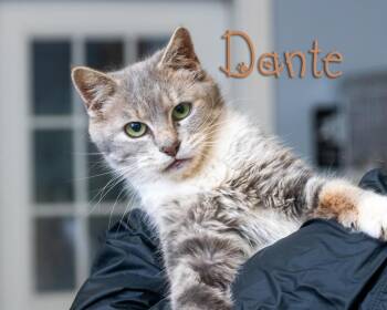 Domestic Short Hair Cats Available for Adoption in Somerset, Pennsylvania - Dante | PetCurious
