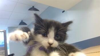 Domestic Short Hair Cats Available for Adoption in Doral, Florida - WENDY | PetCurious