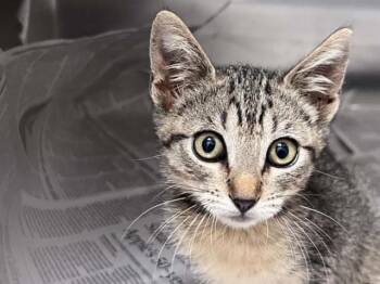 FILLY -  Domestic Short Hair Cat for Adoption in Tustin, California - FILLY | PetCurious