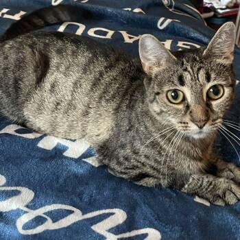 Rescue Domestic Short Hair Cats for Adoption in New Fairfield, Connecticut - Blueberry | PetCurious