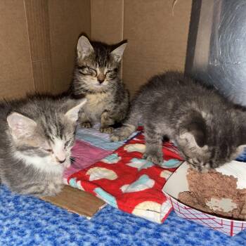 Crackle -  Domestic Short Hair Cat for Adoption in Windsor, Virginia - Crackle | PetCurious