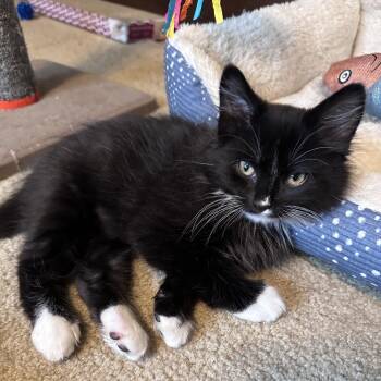 Manny -  Domestic Medium Hair Cat for Adoption in Salisbury, Massachusetts - Manny | PetCurious