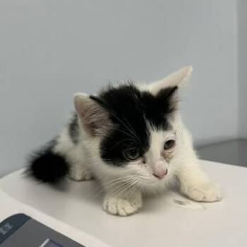 Squash -  Domestic Short Hair Cat for Adoption in Indianapolis, Indiana - Squash | PetCurious