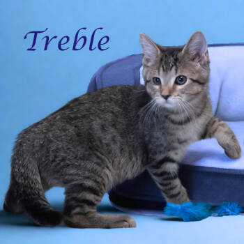 Rescue Domestic Short Hair Cats for Adoption in Lebanon, Tennessee - Treble C25-218 | PetCurious