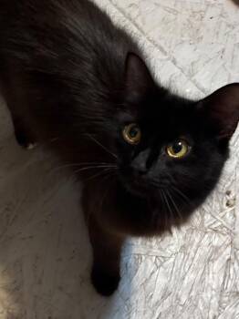 Jezebel 26 -  Domestic Long Hair Cat for Adoption in Brookhaven, Mississippi - Jezebel 26 | PetCurious