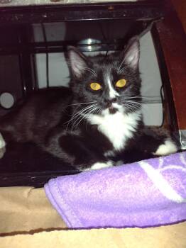 Midget FFC00305 -  Domestic Long Hair and Tuxedo Cat Available for Adoption in Omaha, Nebraska - Midget FFC00305 | PetCurious