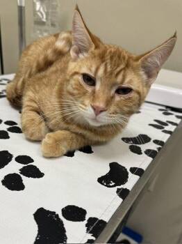 Oliver -  Domestic Short Hair Cat for Adoption in Lancaster, Pennsylvania - Oliver | PetCurious