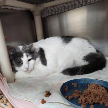 Domestic Short Hair Cats Available for Adoption in Walker, Michigan - Reba | PetCurious