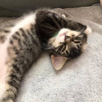 Buster -  Domestic Medium Hair Cat for Adoption in Santa Rosa, California - Buster | PetCurious