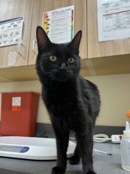 Rescue Domestic Short Hair Cats for Adoption in Kennewick, Washington - Chocolate Chip | PetCurious