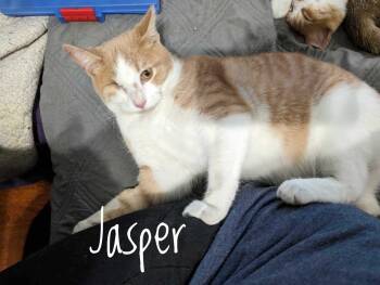 Rescue Domestic Short Hair Cats for Adoption in Cleburne, Texas - Jasper | PetCurious