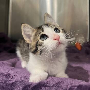 Florp -  Domestic Short Hair Cat for Adoption in Lincoln, California - Florp | PetCurious