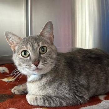Domestic Short Hair Cats Available for Adoption in Knoxville, Tennessee - Eleanor | PetCurious