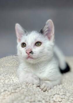 Domestic Short Hair Cats Available for Adoption in Montgomery, New Jersey - Zoe Saldana | PetCurious