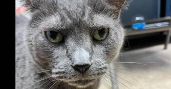 Hope -  Domestic Short Hair Cat Available for Adoption in Dayton, Minnesota - Hope | PetCurious