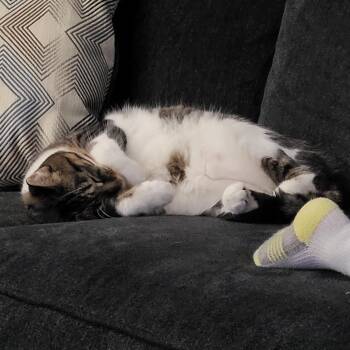 Dallas R - Affectionate female used to cats, dogs, kids -  Domestic Short Hair Cat for Adoption in Stowe, Pennsylvania - Dallas R - Affectionate Female Used To Cats, Dogs, Kids | PetCurious