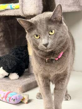 Olive -  Domestic Short Hair Cat for Adoption in Momence, Illinois - Olive | PetCurious