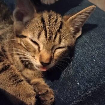 Eagle -  Domestic Short Hair Cat for Adoption in Cumming, Georgia - Eagle | PetCurious