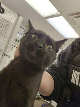 Aldridge -  Domestic Short Hair Cat for Adoption in South Bend, Indiana - Aldridge | PetCurious