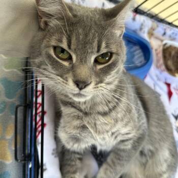 Domestic Short Hair Cats Available for Adoption in Riverwoods, Illinois - Riddle | PetCurious