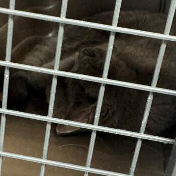 SLBY-Stray-3724 -  Domestic Short Hair Cat for Adoption in Shelbyville, Illinois - SLBY-Stray-3724 | PetCurious