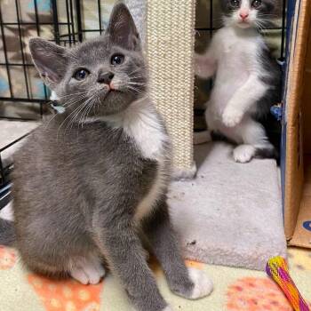 Rolo -  Domestic Short Hair Cat for Adoption in Lutz, Florida - Rolo | PetCurious