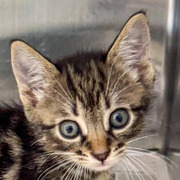 Starfish *Avail 8/15 at Sanford Tractor Supply* -  Domestic Short Hair Cat for Adoption in Kennebunk, Maine - Starfish *Avail 8/15 At Sanford Tractor Supply* | PetCurious