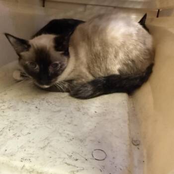 TUSC-Stray-85570_2 -  Siamese and Domestic Short Hair Cat for Adoption in Tuscaloosa, Alabama - TUSC-Stray-85570_2 | PetCurious