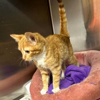 Domestic Short Hair Cats Available for Adoption - Toulouse | PetCurious