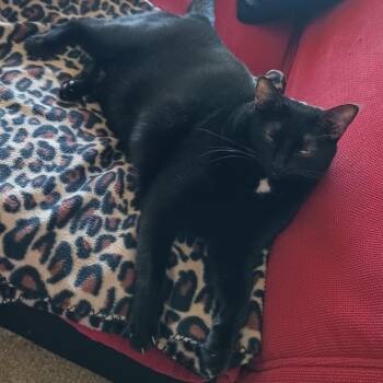 Khalessi -  Domestic Short Hair Cat for Adoption in West Palm Beach, Florida - Khalessi | PetCurious