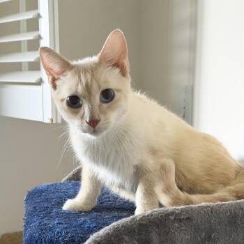 Casper -  Siamese Cat for Adoption in Miami, Florida - Casper | PetCurious