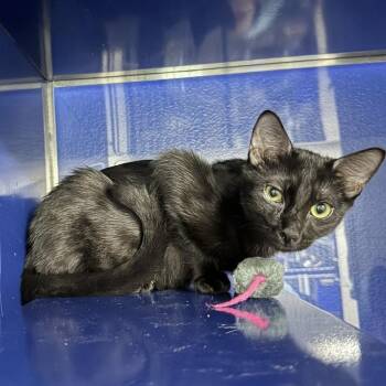 Lace -  Domestic Short Hair Cat for Adoption in Los Angeles, California - Lace | PetCurious
