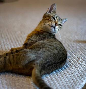 Rescue Domestic Short Hair Cats for Adoption in Morrison, Colorado - Eloise L James | PetCurious