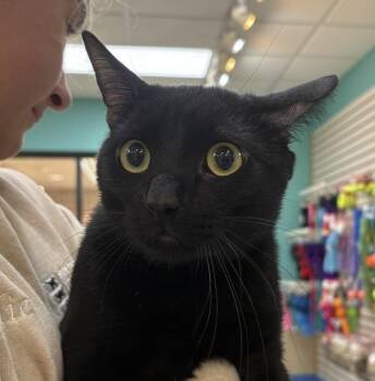 Ob -  Domestic Short Hair Cat for Adoption in Sioux City, Iowa - Ob | PetCurious